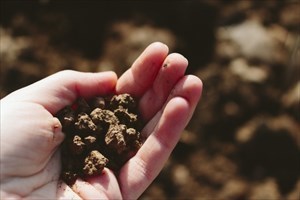 手のひらの上の微生物資材を活用した土