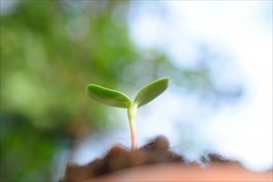 土から顔を出す植物の芽