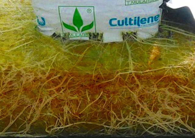 ロックウールを販売する【養液栽培・水耕栽培ラボ】。ロックウールはカルチレンが開発した新しいマット「エグザクト エアー」を販売。